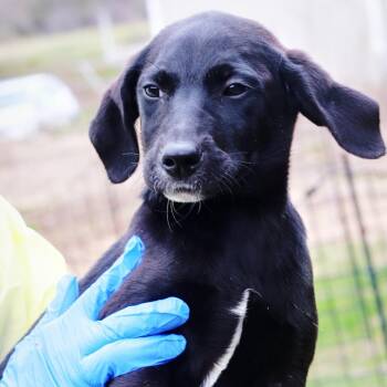 Labrador Retriever and Mixed Breed Dogs Available for Adoption in Eastford, Connecticut - CT Vienna | PetCurious