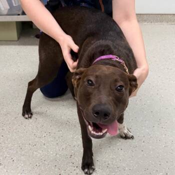 Basil -  Mixed Breed Dog for Adoption in Indianapolis, Indiana - Basil | PetCurious