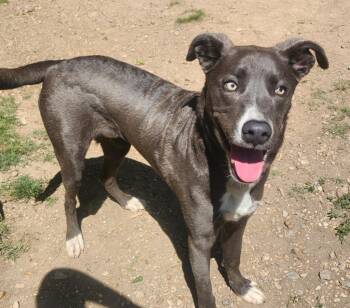 Labrador Retriever and Terrier Dogs Available for Adoption in Little Rock, Arkansas - Zephyr | PetCurious