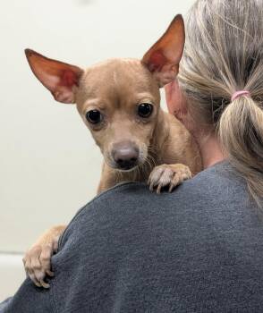 Chihuahua Dogs Available for Adoption - Dulce And Chica | PetCurious