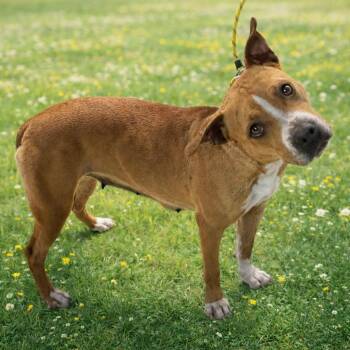 Pit Bull Terrier Dogs Available for Adoption - Daphne D46411 | PetCurious