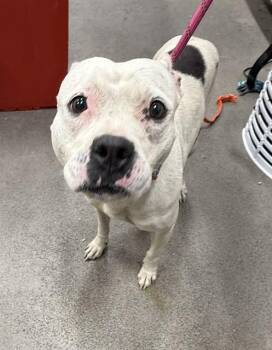 Terrier and Pit Bull Terrier Dogs Available for Adoption - CHANNEL | PetCurious