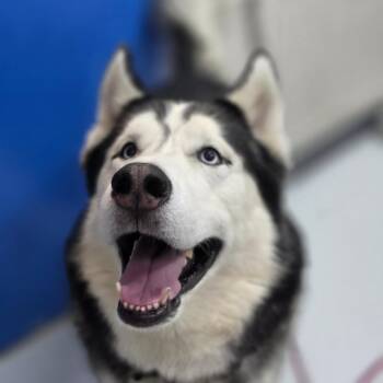Sebastian -  Husky Dog for Adoption in Huntsville, Alabama - Sebastian | PetCurious
