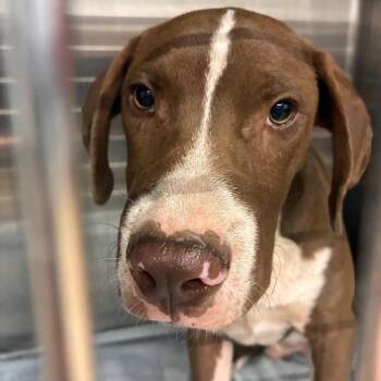 Tonic -  Mixed Breed Dog for Adoption in Abilene, Texas - Tonic | PetCurious