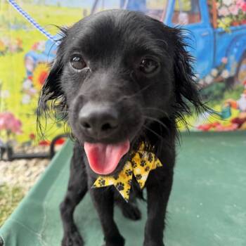 Chihuahua Dogs Available for Adoption in Aledo, Texas - Basil | PetCurious