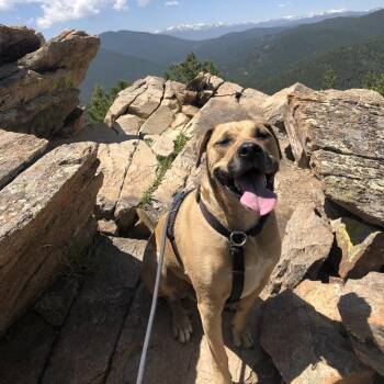 Lou -  Labrador Retriever and Pit Bull Terrier Dog for Adoption in Colorado Springs, Colorado - Lou | PetCurious