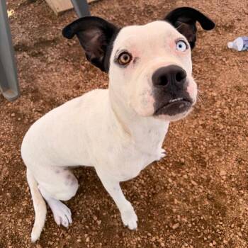 Muppet KCAC #837.26 -  Mixed Breed Dog for Adoption in Kerrville, Texas - Muppet KCAC #837.26 | PetCurious