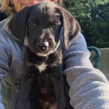 AXEL -  Standard Poodle and Cane Corso Dog for Adoption in Richmond, California - AXEL | PetCurious
