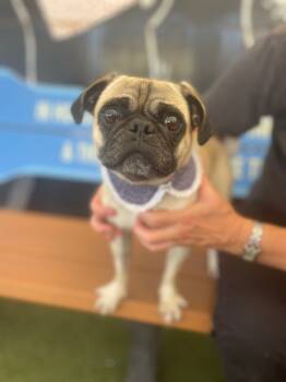 Rescue Pug Dogs for Adoption in Gardena, California - Valkyrie | PetCurious