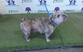 NUTMEG -  French Bulldog and Mixed Breed Dog for Adoption in Orlando, Florida - NUTMEG | PetCurious