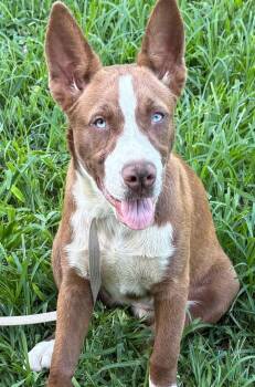 Toffee-Available 10/10 www.lhar.dog to apply -  Husky and Terrier Dog for Adoption in Frederick, Maryland - Toffee-Available 10/10 Www.lhar.dog To Apply | PetCurious