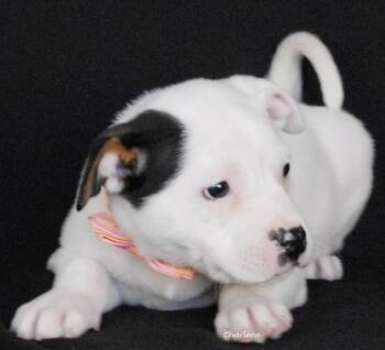 Terrier and Beagle Dogs Available for Adoption - Taylor | PetCurious