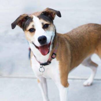 Nala -  Labrador Retriever and Mixed Breed Dog for Adoption in Atlanta, Georgia - Nala | PetCurious