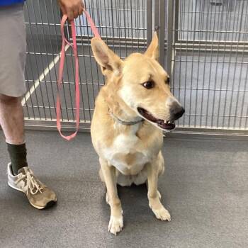 Julep -  German Shepherd Dog and Mixed Breed Dog for Adoption in Montgomery, Alabama - Julep | PetCurious