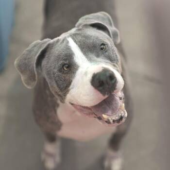 Ruckus -  Mixed Breed Dog for Adoption in San Francisco, California - Ruckus | PetCurious