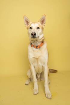 Sarge -  Husky Dog Available for Adoption in Rock Springs, Wyoming - Sarge | PetCurious