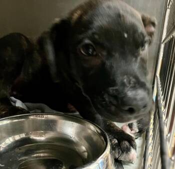 Norman -  Mixed Breed Dog for Adoption in Parma, Ohio - Norman | PetCurious