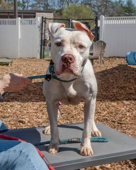 Mixed Breed Dogs Available for Adoption in Chamblee, Georgia - Metatron | PetCurious