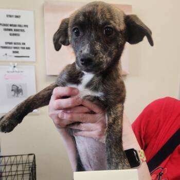 Mixed Breed Dogs Available for Adoption - JoJo 22083 | PetCurious