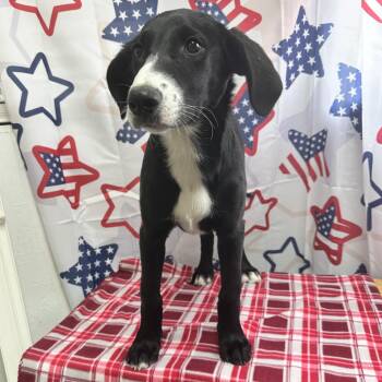 61359130 -  Border Collie Dog for Adoption in Elko, Nevada - 61359130 | PetCurious