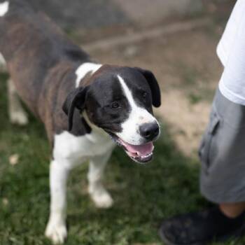 Draco -  Border Collie and Labrador Retriever Dog for Adoption - Draco | PetCurious