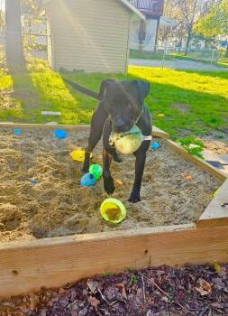 Bubbles -  Pit Bull Terrier and Mixed Breed Dog for Adoption in Charlotte, Michigan - Bubbles | PetCurious