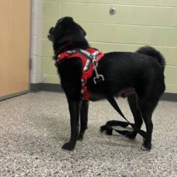 Benjamin -  Pug and Pomeranian Dog for Adoption in Cedar Rapids, Iowa - Benjamin | PetCurious