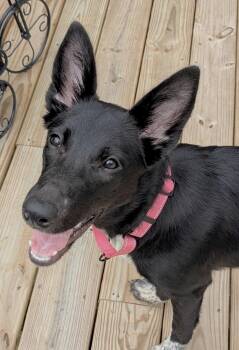 Shelby -  Australian Cattle Dog Blue Heeler Dog for Adoption in Huntingtown, Maryland - Shelby | PetCurious