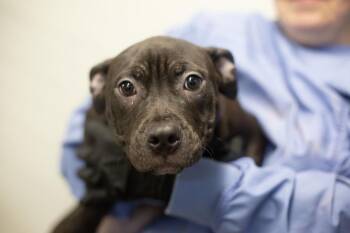 Mastiff and Labrador Retriever Dogs Available for Adoption in Mountain Home, Arkansas - Fiona | PetCurious