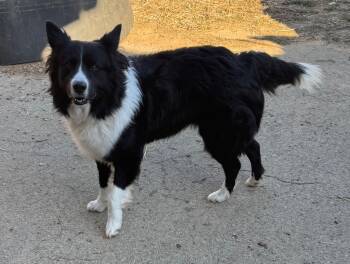 Rescue Border Collie and Mixed Breed Dogs for Adoption in Fayetteville, Tennessee - Gobbler | PetCurious