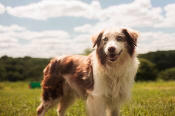 Tucker-Transport -  Australian Shepherd Dog for Adoption in Gradyville, Kentucky - Tucker-Transport | PetCurious