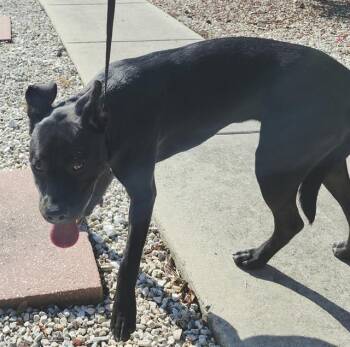 PRINCESS -  Boxer Dog for Adoption in San Antonio, Texas - PRINCESS | PetCurious