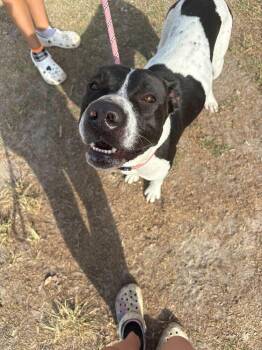 American Bulldog Dogs Available for Adoption in Lakeland, Florida - Juniper | PetCurious