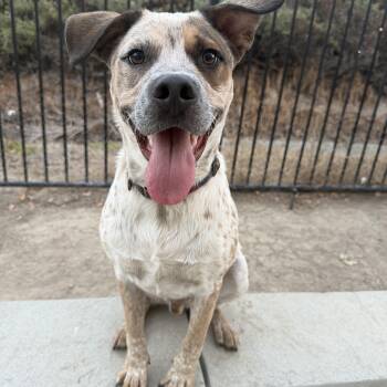 Hazelnut -  Australian Cattle Dog Blue Heeler Dog for Adoption in San Diego, California - Hazelnut | PetCurious