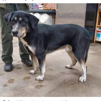 Rescue Hound Dogs for Adoption in Sonora, California - Maverick | PetCurious