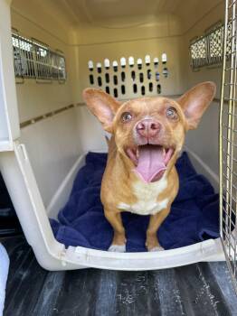 Benny -  Chihuahua Dog for Adoption in Hood River, Oregon - Benny | PetCurious