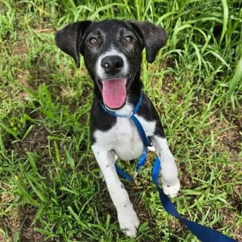 ESTHER -  Labrador Retriever Dog for Adoption in Chicopee, Massachusetts - ESTHER | PetCurious
