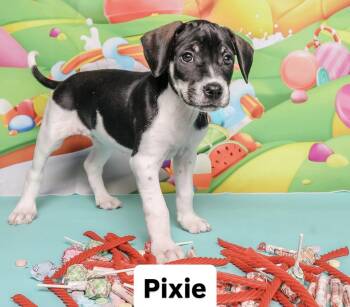 Sweet treat litter -  Pointer Dog for Adoption in Columbia, Missouri - Sweet Treat Litter | PetCurious
