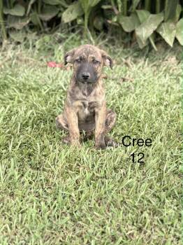 Cree -  Hound Dog for Adoption in Norfolk, Massachusetts - Cree | PetCurious