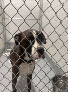 Yellow Rose -  Mixed Breed Dog for Adoption in Sevierville, Tennessee - Yellow Rose | PetCurious