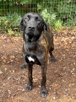 Great Dane and Plott Hound Dogs Available for Adoption in Jamestown, California - Louie | PetCurious