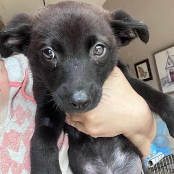 Allegra -  Mixed Breed Dog for Adoption in Buffalo, Minnesota - Allegra | PetCurious