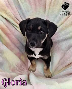 Border Collie Dogs Available for Adoption - Gloria | PetCurious