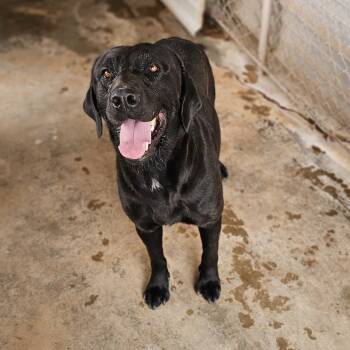 Rescue Black Labrador Retriever Dogs for Adoption in Midland, Texas - Jett | PetCurious