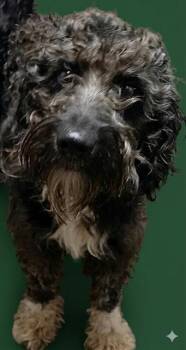 Mixed Breed Dogs Available for Adoption in Jacksonville, Florida - ADRIAN | PetCurious