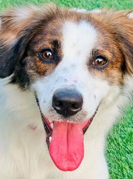 Barbara -  Border Collie Dog for Adoption in Indianapolis, Indiana - Barbara | PetCurious