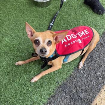 Castine -  Chihuahua Dog for Adoption in New York, New York - Castine | PetCurious