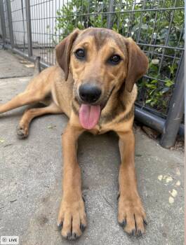 Labrador Retriever and Shepherd Dogs Available for Adoption - Posey | PetCurious