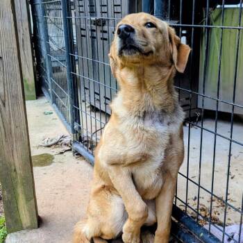 Labrador Retriever Dogs Available for Adoption in Huntsville, Alabama - Shelby | PetCurious