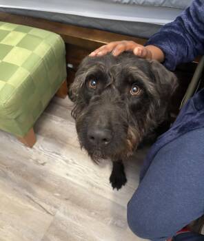 Giant Schnauzer and Labradoodle Dogs Available for Adoption - Watson | PetCurious